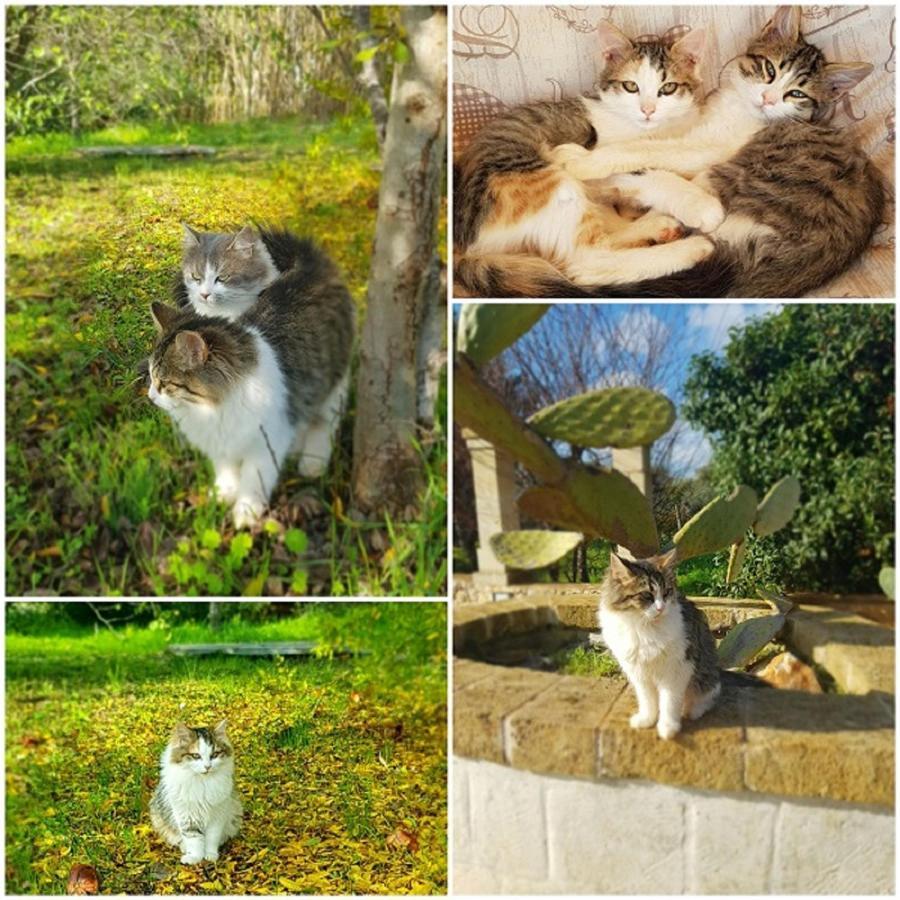 Trulli Aurasia オストゥーニ エクステリア 写真